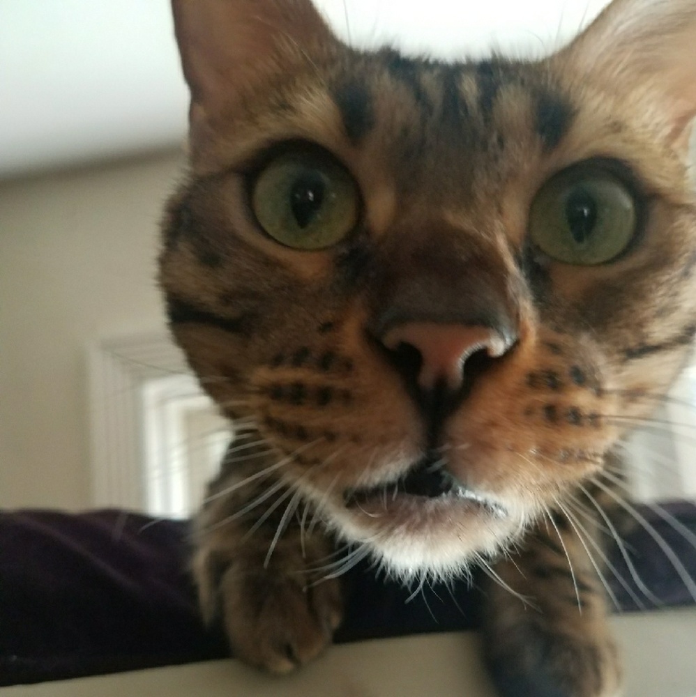 Meet your Posher, Debbie